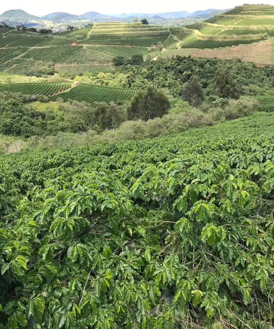 Café e montanhas