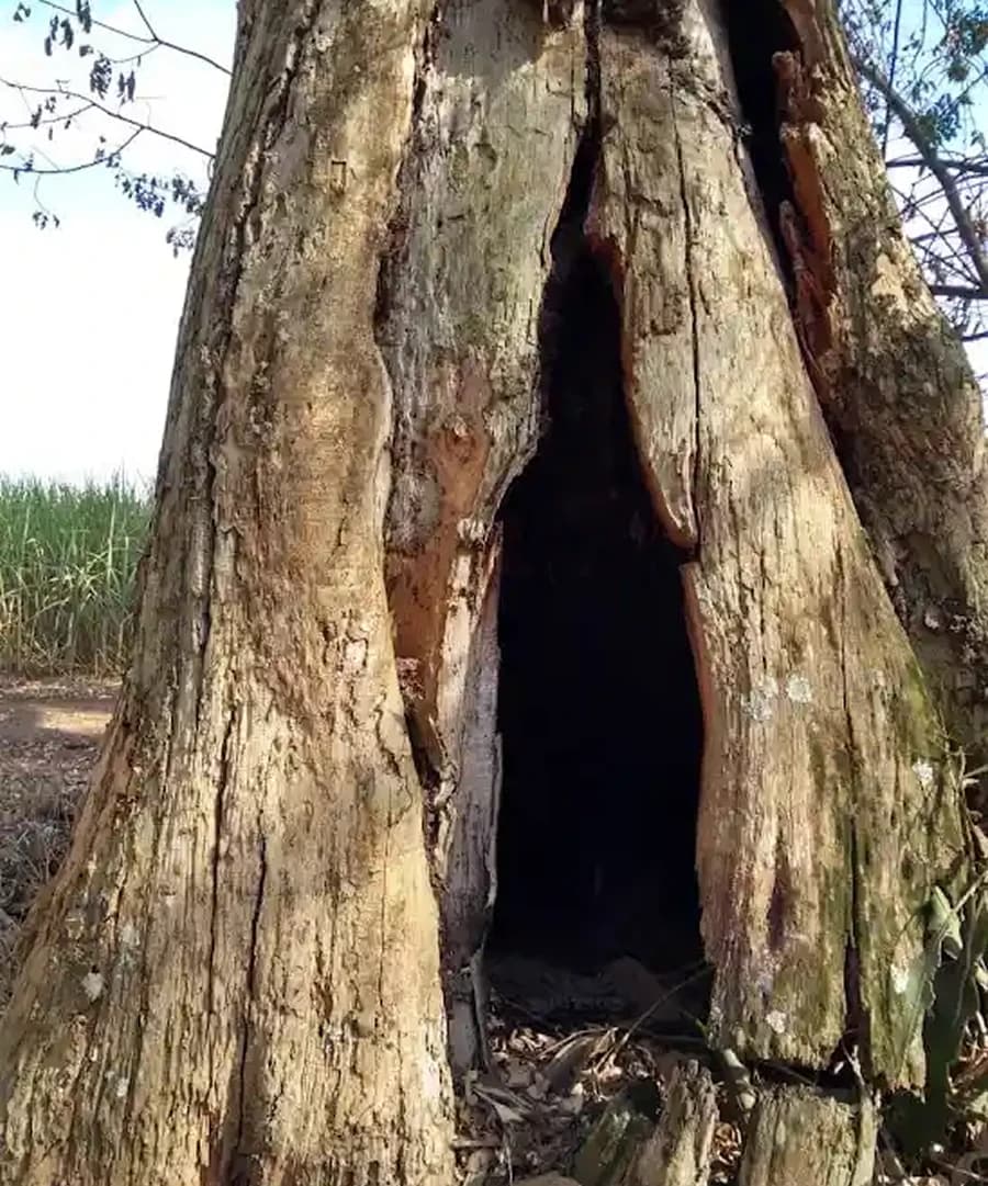 Belas memórias