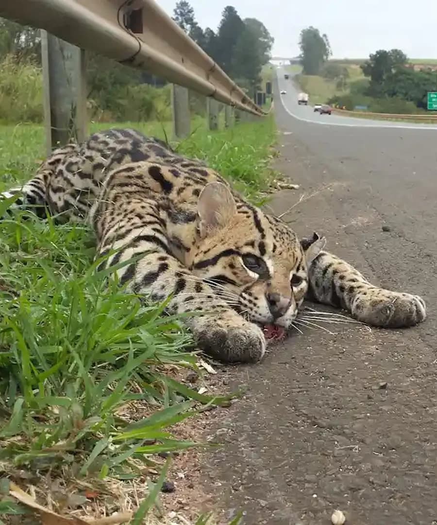 Belas memórias