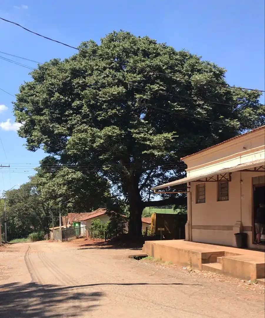 Belas memórias