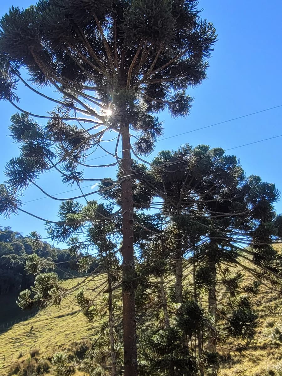 Belas memórias