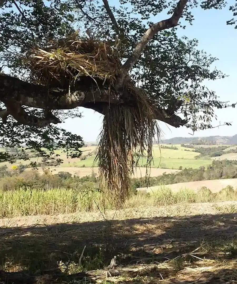 Belas memórias