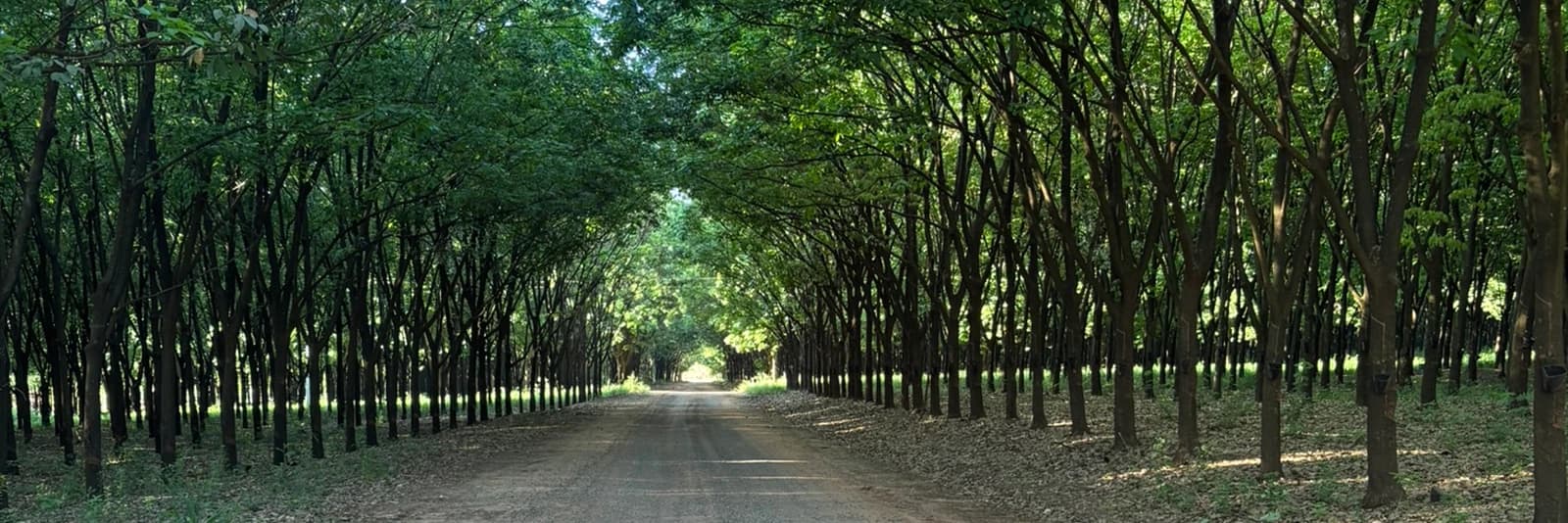 Olímpia - SP